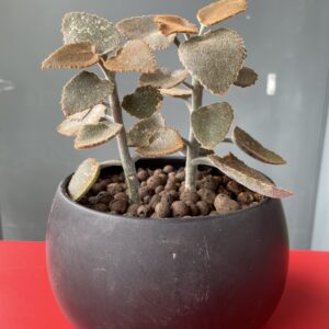 Elefantenohr Kalanchoe Beharensis