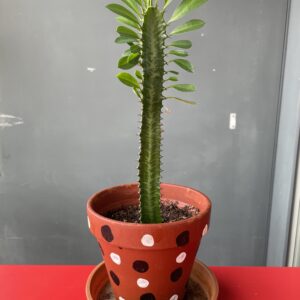 Wolfsmilch Euphorbia Trigona