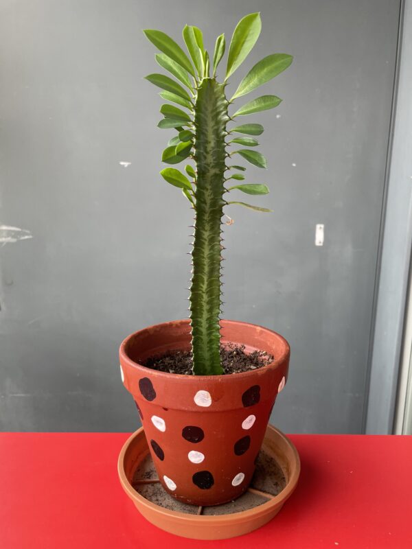 Wolfsmilch Euphorbia Trigona